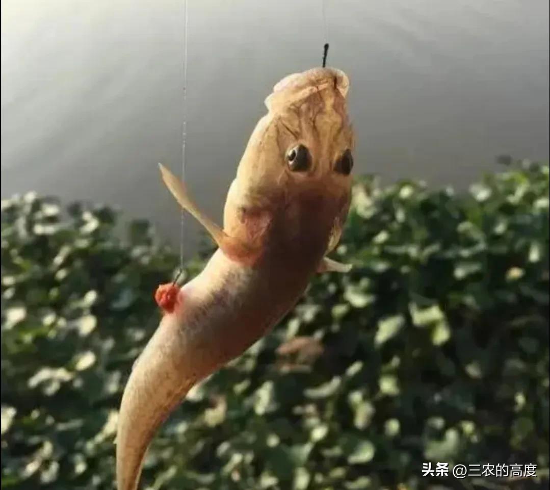 河鲜四大名鱼,最顶级的河鲜鱼