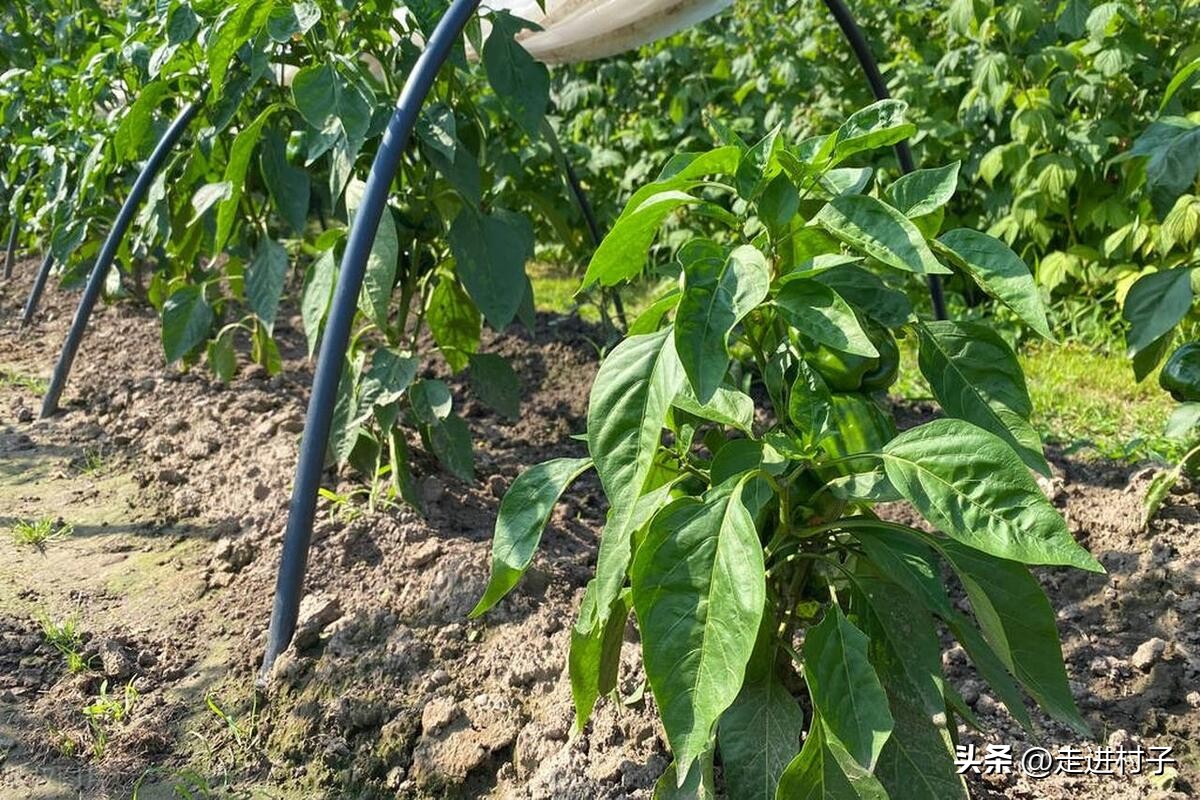 辣椒开花施什么肥教程,辣椒花只开花不结辣椒
