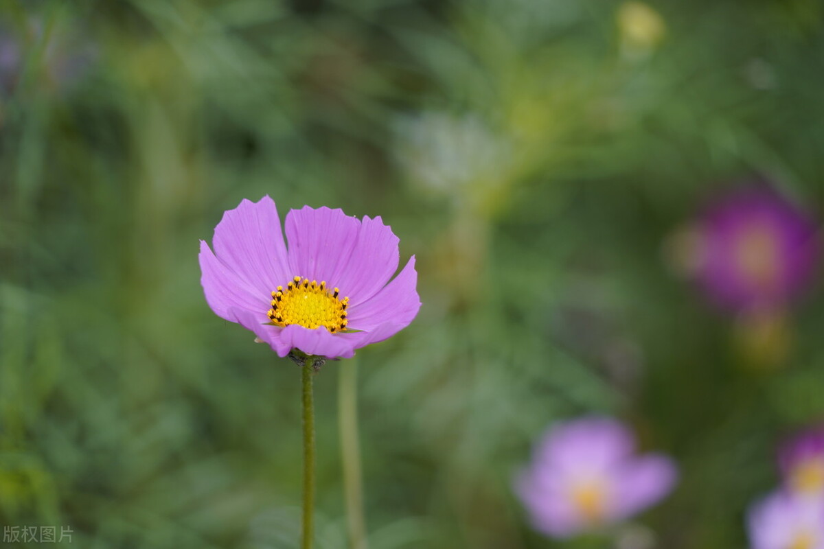人生感悟文案短句干净治愈,微信个性签名文案短句干净治愈