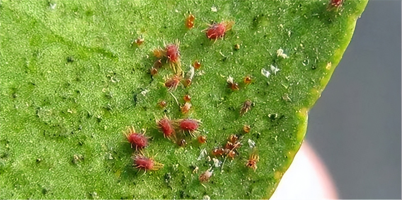 怎样消灭红蜘蛛最有效的方法,红蜘蛛如何彻底爆发