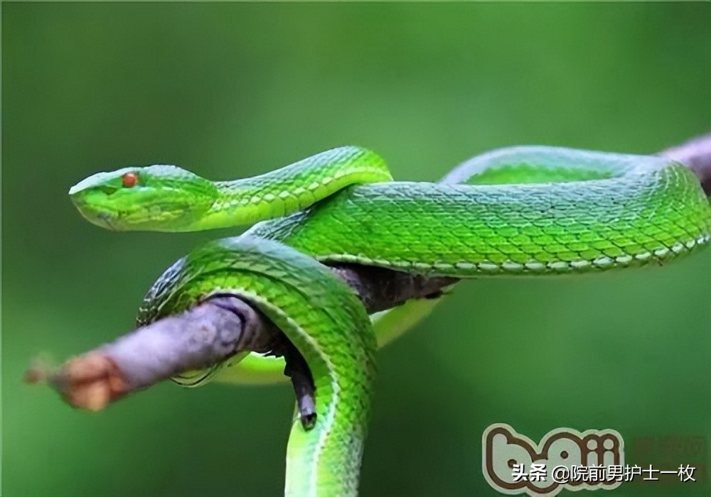 蛇咬伤急救常识大全,被蛇咬伤的处置流程及注意事项