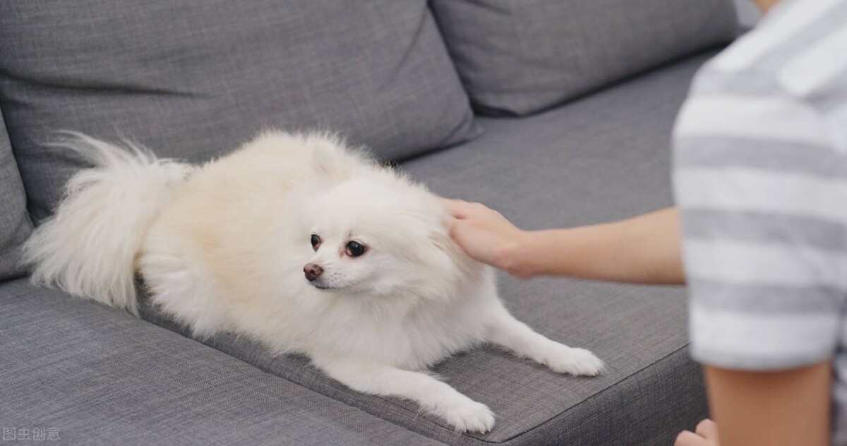 宠物医生狗狗不吃饭,宠物狗不吃饭不喝水怎么办