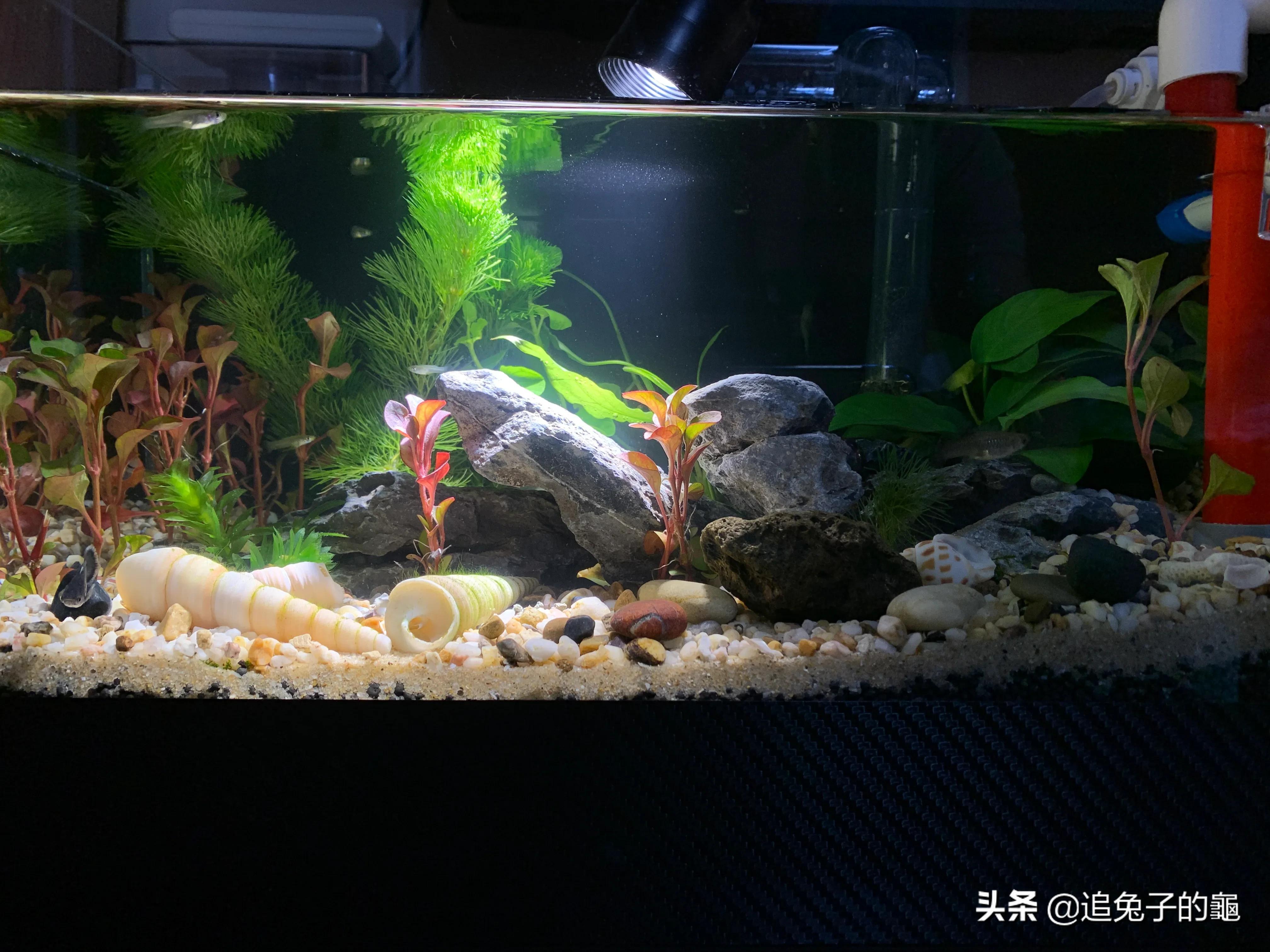 养鱼大坑,养鱼坑必须是万丈深渊