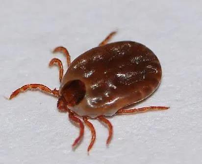 夏季夜钓防蛇就行了？别想得这么简单，这几个生物哪一个都不好惹