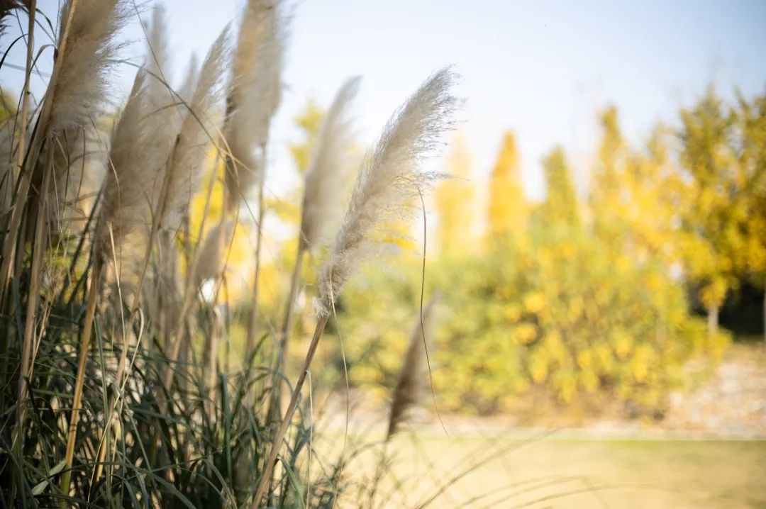 这个生活很慢,美食“泛滥”的小城藏不住了