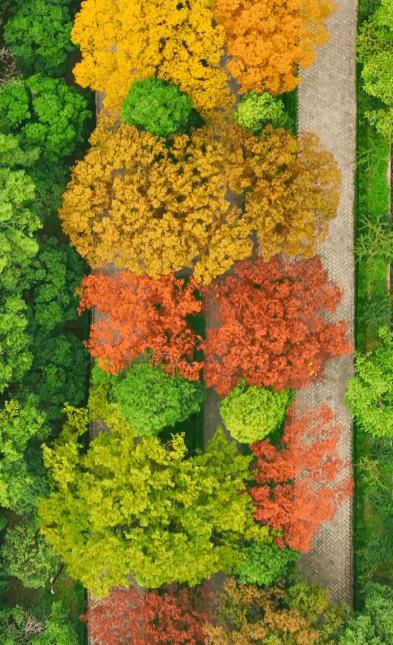 南京的法国梧桐秋天图片,南京法国梧桐秋天