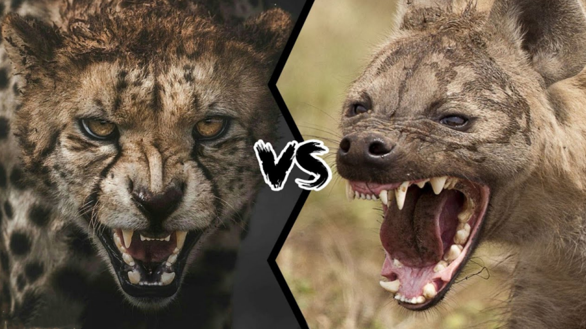 猎豹与鬣狗猫科动物,猎豹vs鬣狗十大名场面