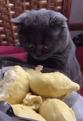 一组猫咪的迷惑行为图片,那些可爱到爆的猫咪照片