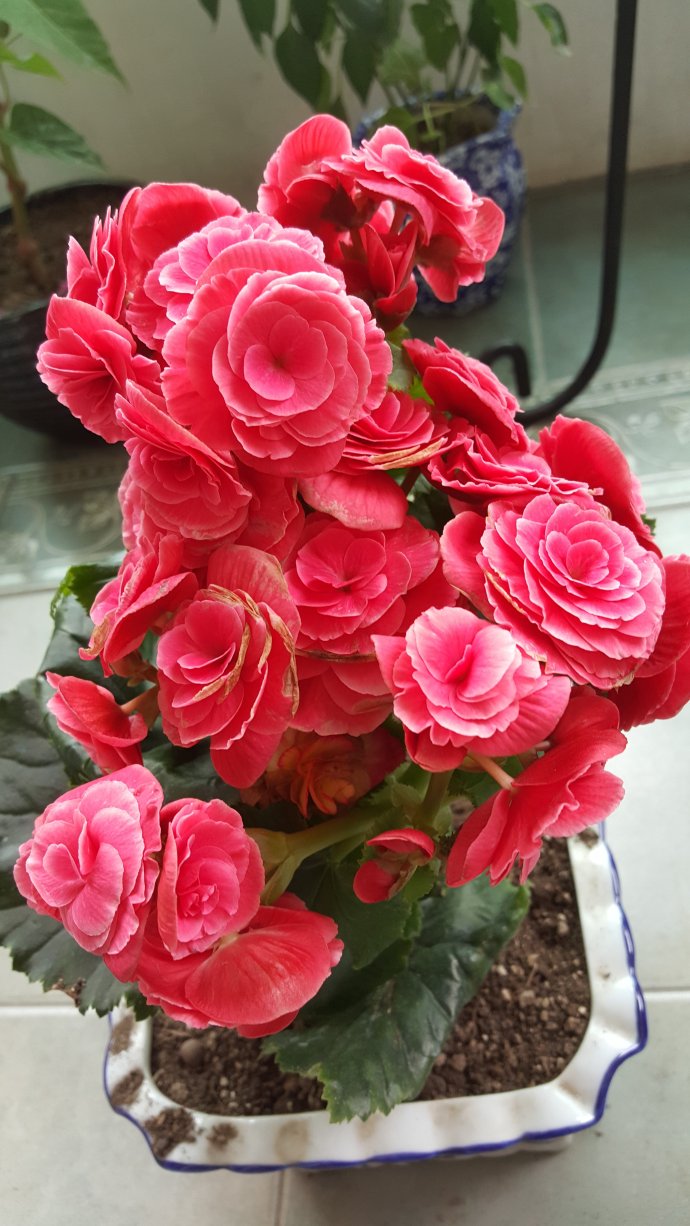 五种养花营养水,4种浇花水