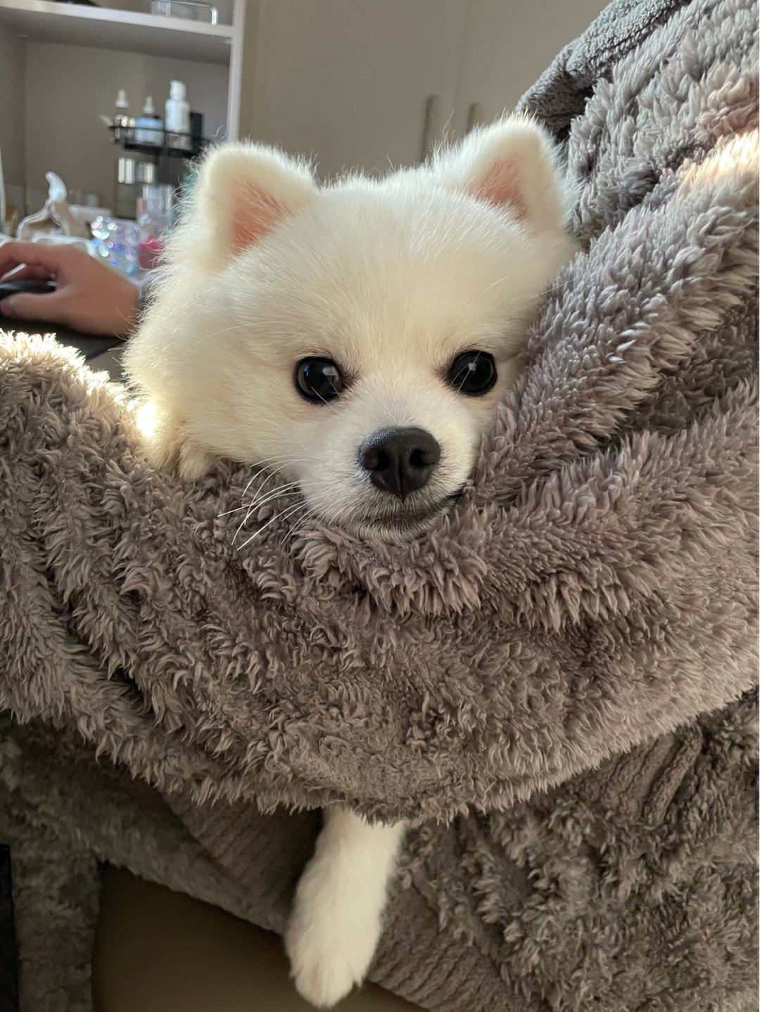 为什么许多人不喜欢养博美犬,博美犬的优点和缺点