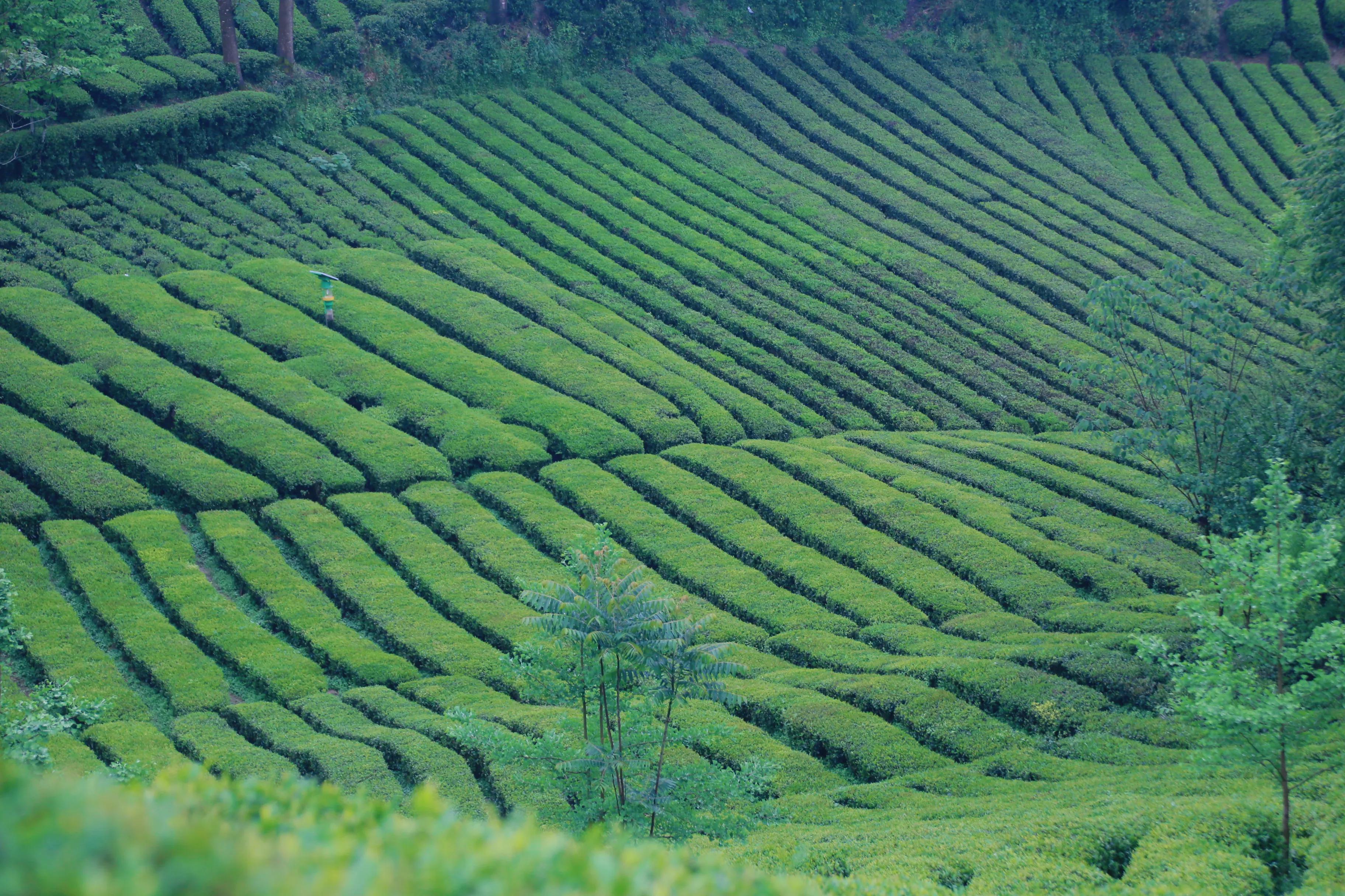 西乡县最美茶乡,西乡最美茶园