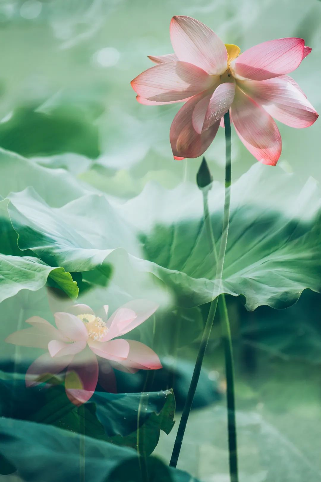 最美荷花的诗句,十首荷花诗句唯美了整个夏天