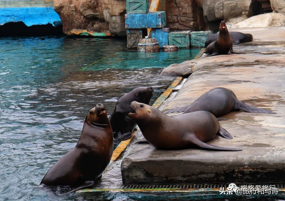 大连老虎滩海洋公园停车场,大连老虎滩海洋公园租轮椅