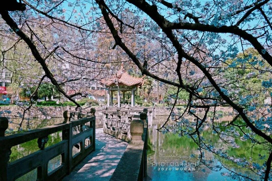 武汉大学被誉为最美大学主要不在于樱花，而在于其建筑和山水园林