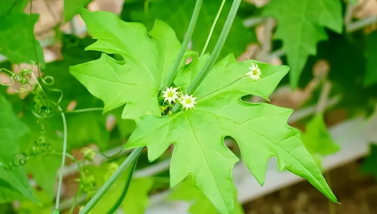 带你识别中药材,土贝母图片