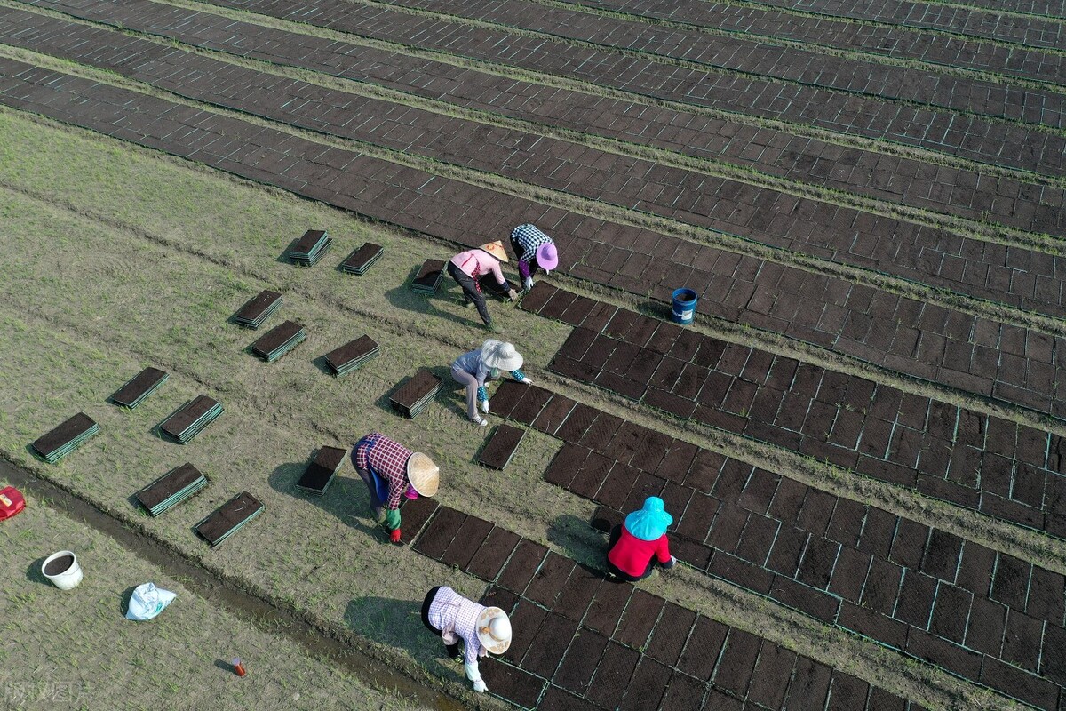 直播水稻什么时间播种最好,水稻种植流程和时间安排