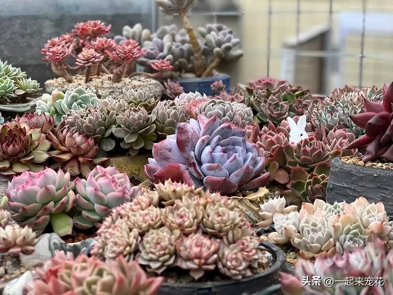 五种花好养易活色泽鲜艳花朵美丽,五种公认超难养的花你家养了几种