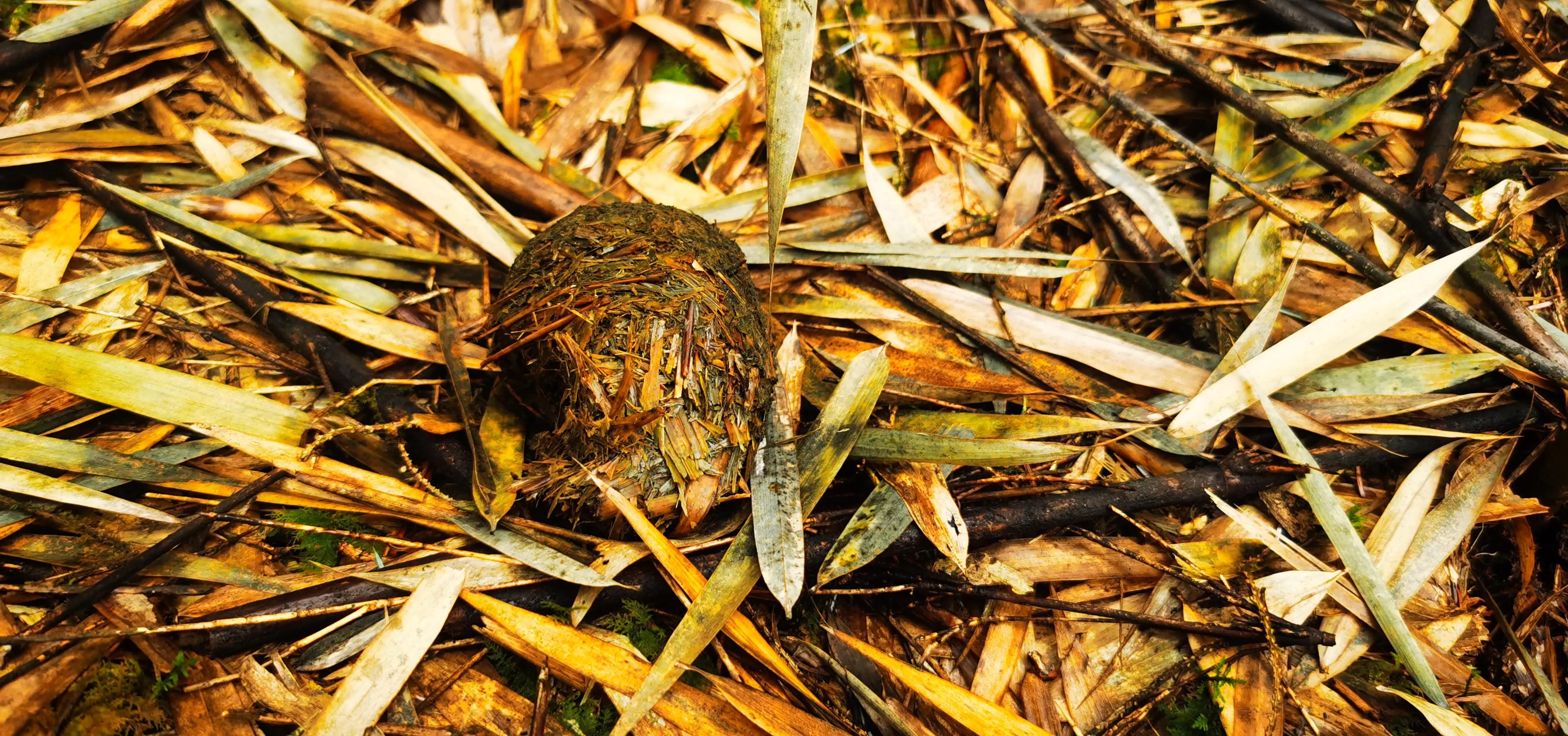 中国百慕大黑竹沟了解一下,中国百慕大黑竹沟近期气温