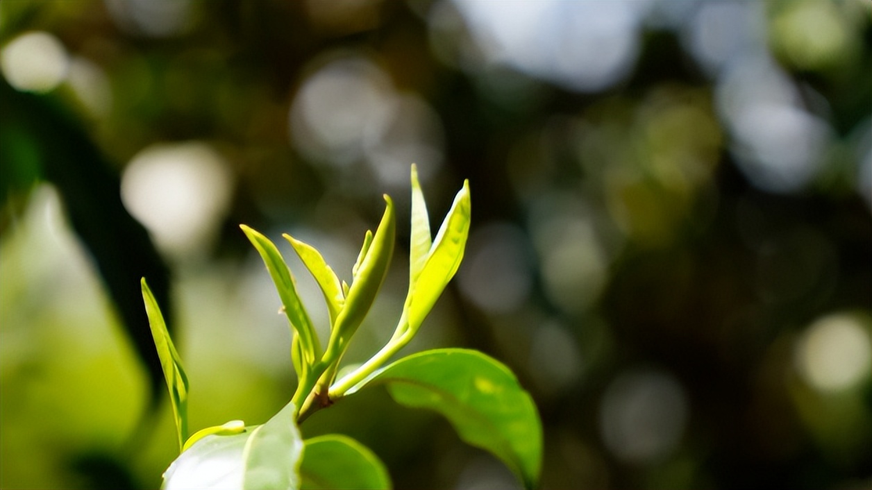 2023年古树春茶价格表,如何鉴别一款茶是古树纯料