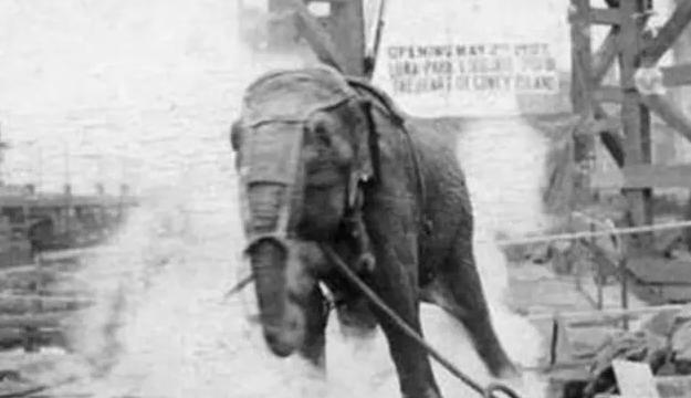 世界唯一被执行死刑的大象,被判死刑的大象