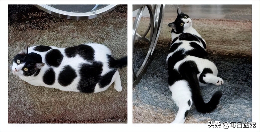 世界杯火了的猫,足球世界杯猫