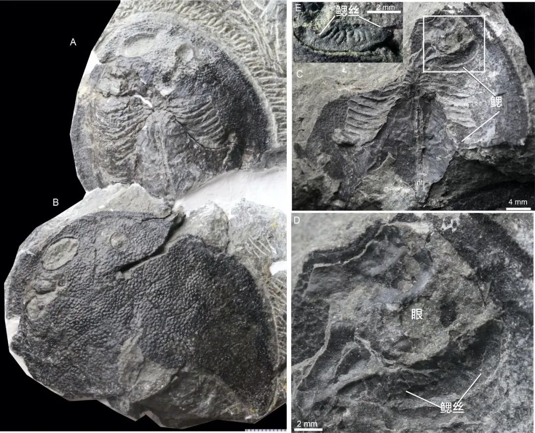 长达200年的解谜过程：鱼类曾经用我们的耳朵来呼吸