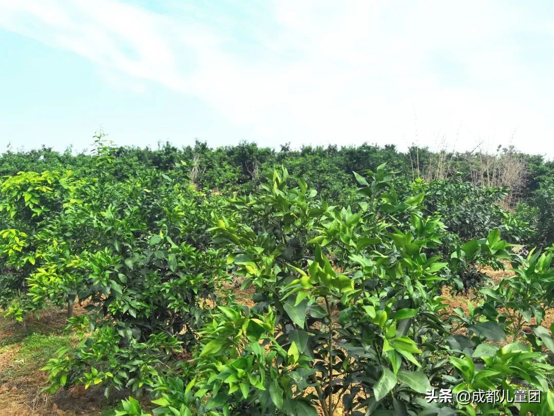 摘草莓橘子的地方推荐,附近摘橘子的地方推荐