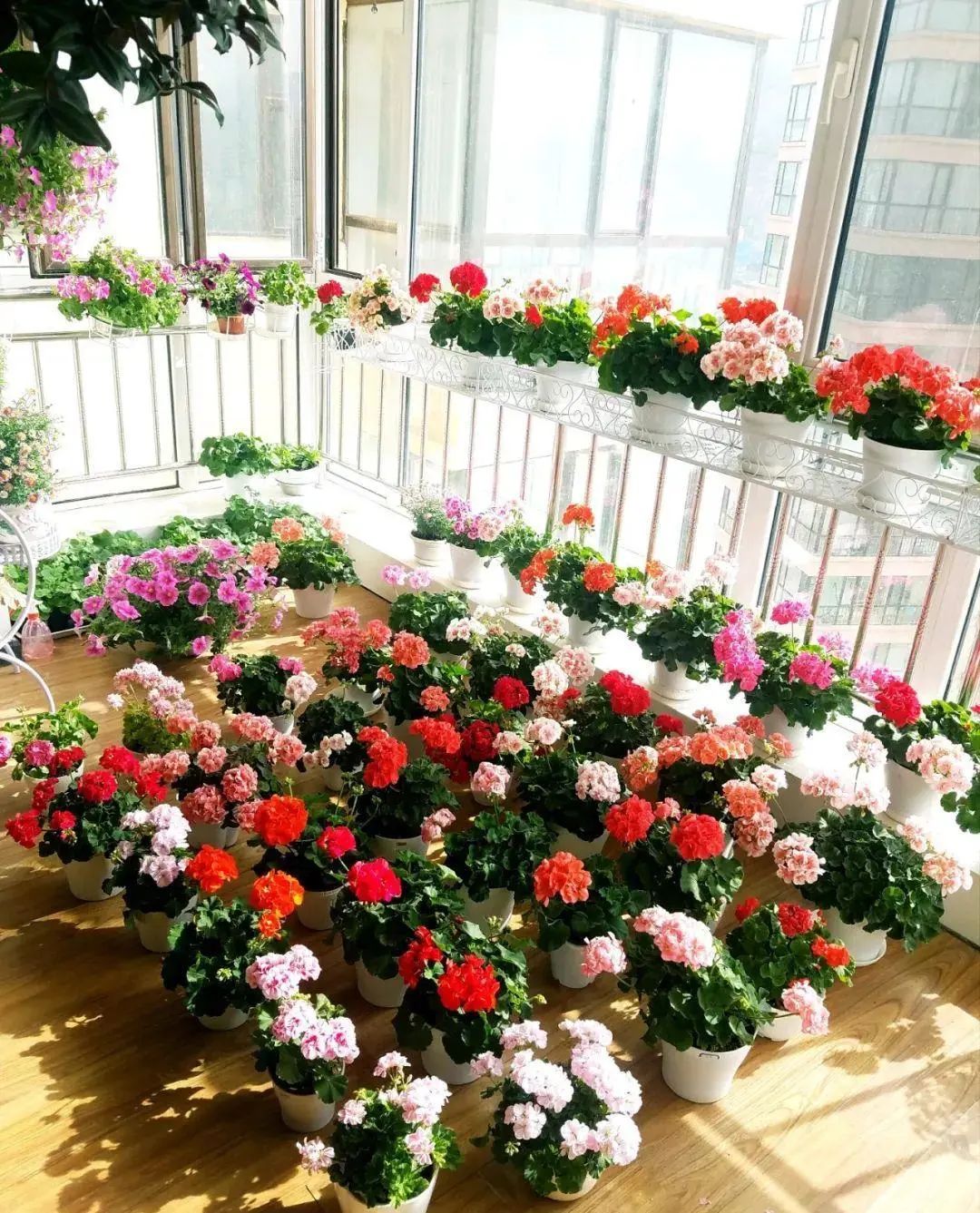 封闭阳台怎么养花技巧视频,封闭阳台养花技巧和方法