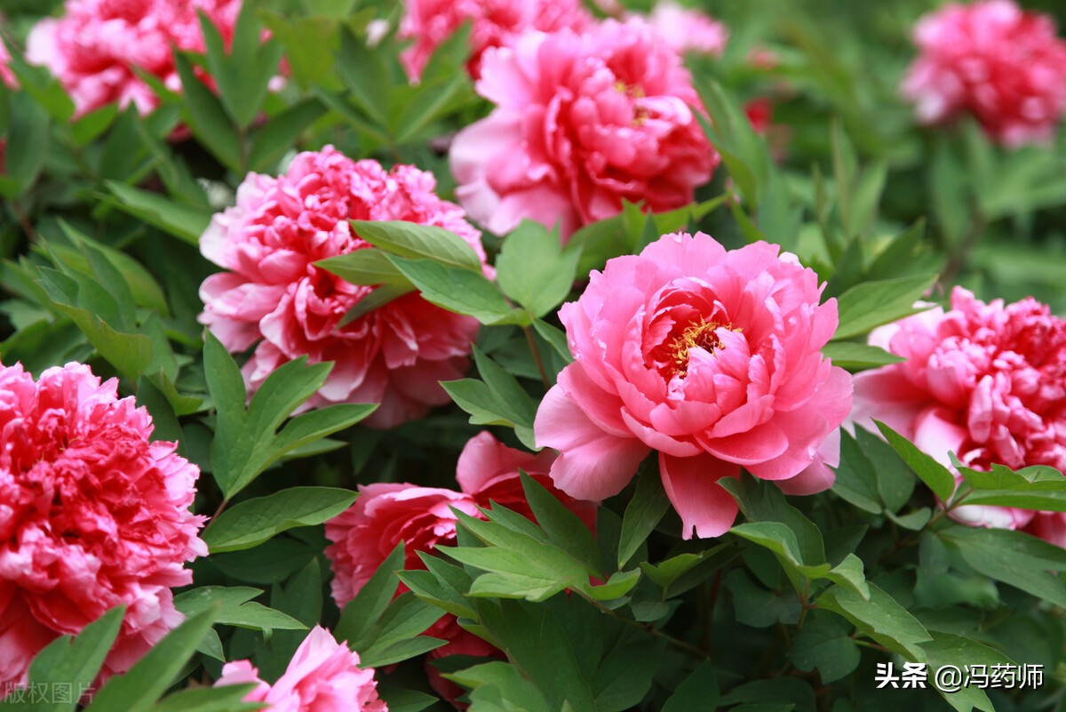 中药牡丹皮的功效和主治是什么,中药牡丹皮有祛斑的功效吗