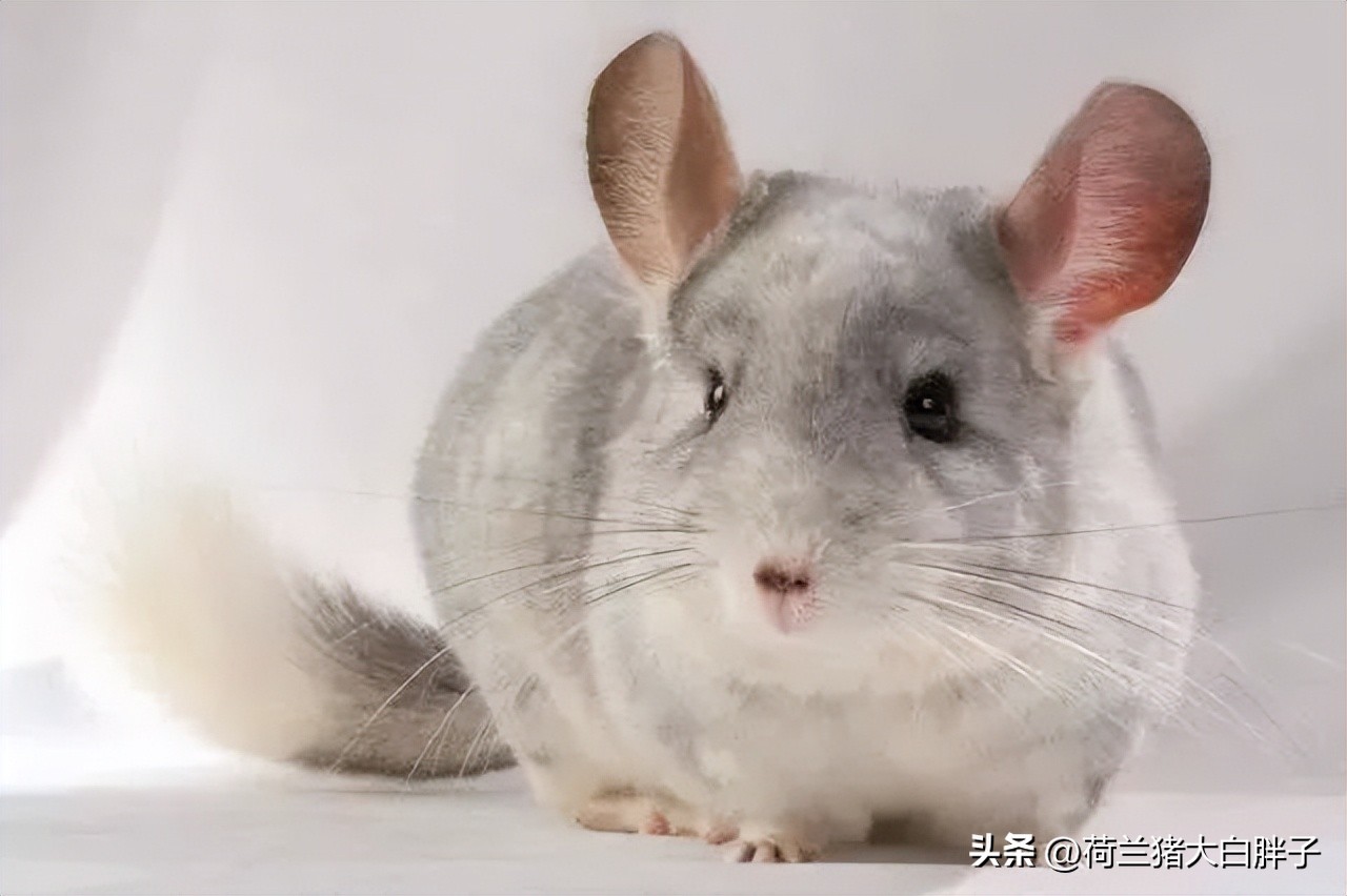 龙猫如何挑选性格好的,如何给龙猫挑选笼子