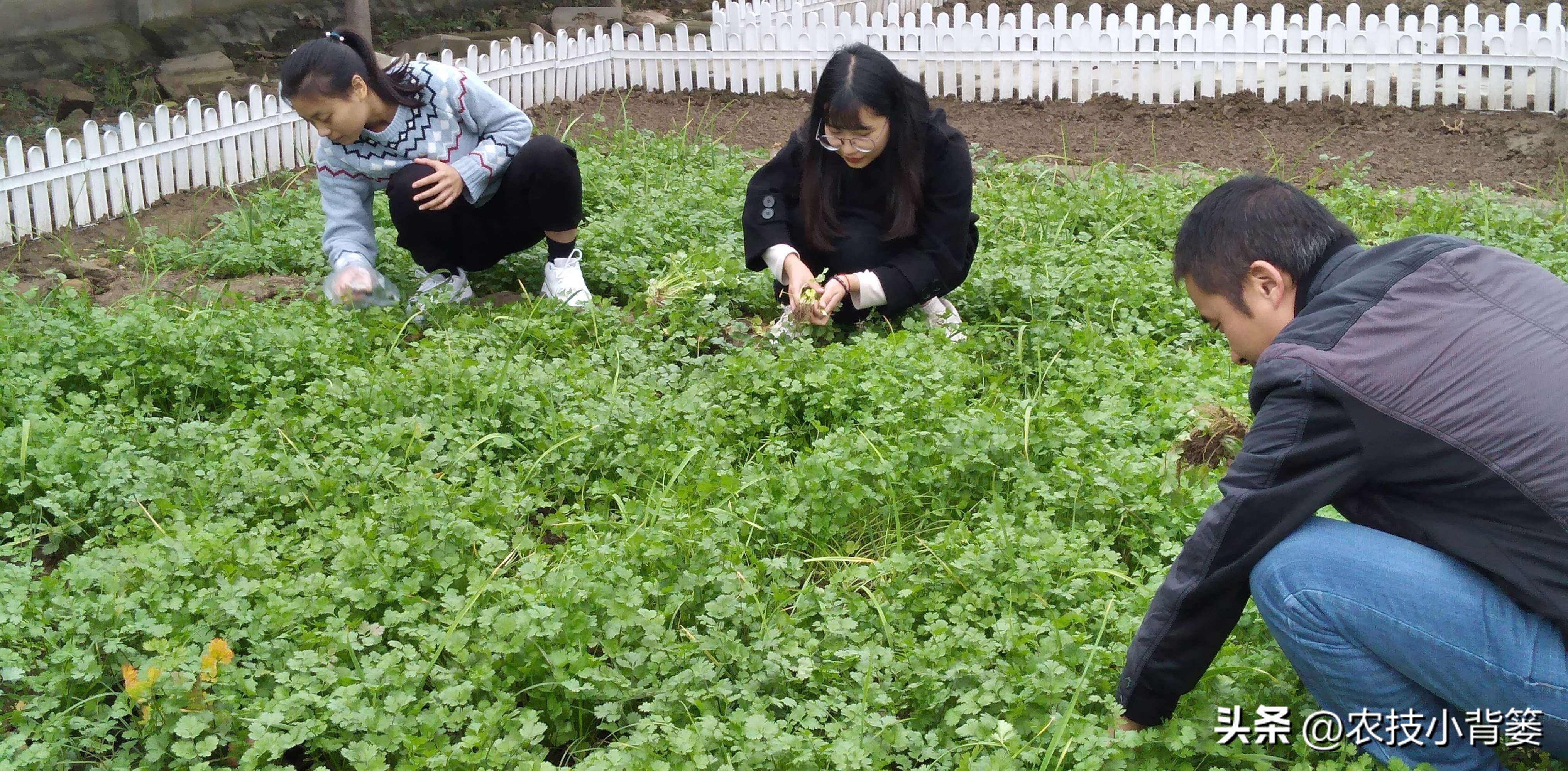 香菜怎样种植出苗快产量高,秋季大棚种植香菜技术