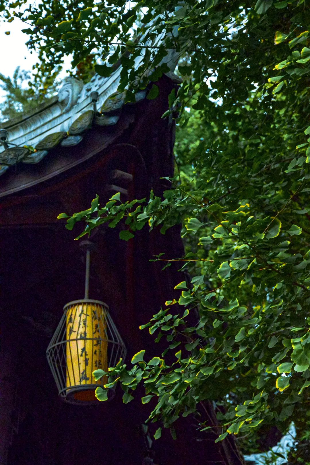 今日秋分丨秋实春华，草堂浮生