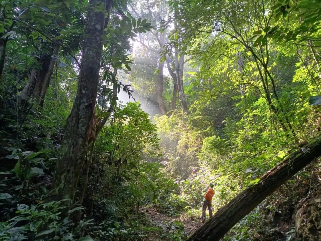 西双版纳最近十五天的气温,西双版纳气温最高38算热吗