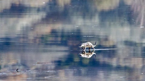 十大经典抓拍照片,100张绝美摄影照片