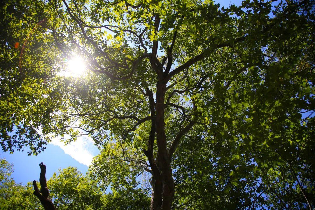 济南近郊旅游专线,济南开通的几条旅游线公交不错