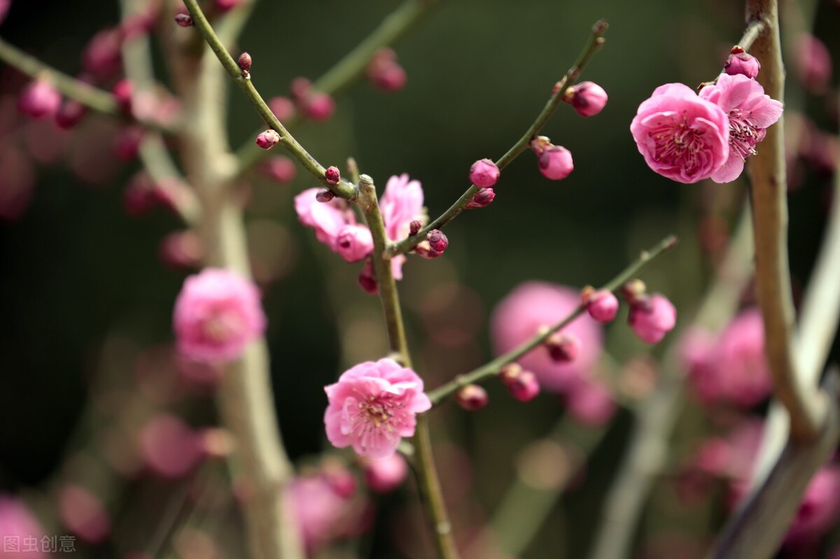 七句带花的诗词飞花令完整版,带花的诗句飞花令500首完整版