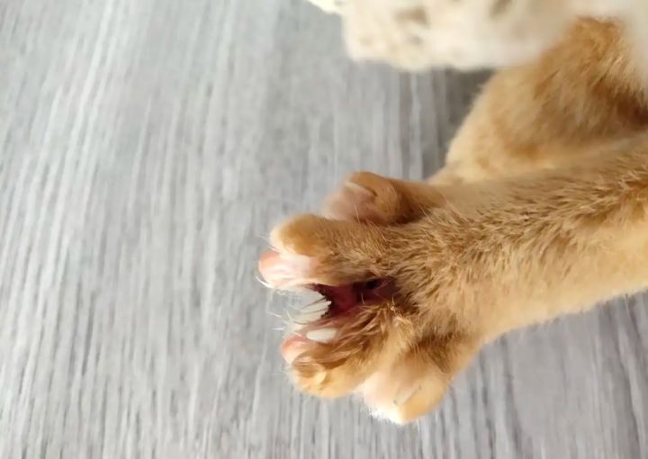 狗趾囊炎症状及治疗方法,狗趾间炎囊肿怎么处理