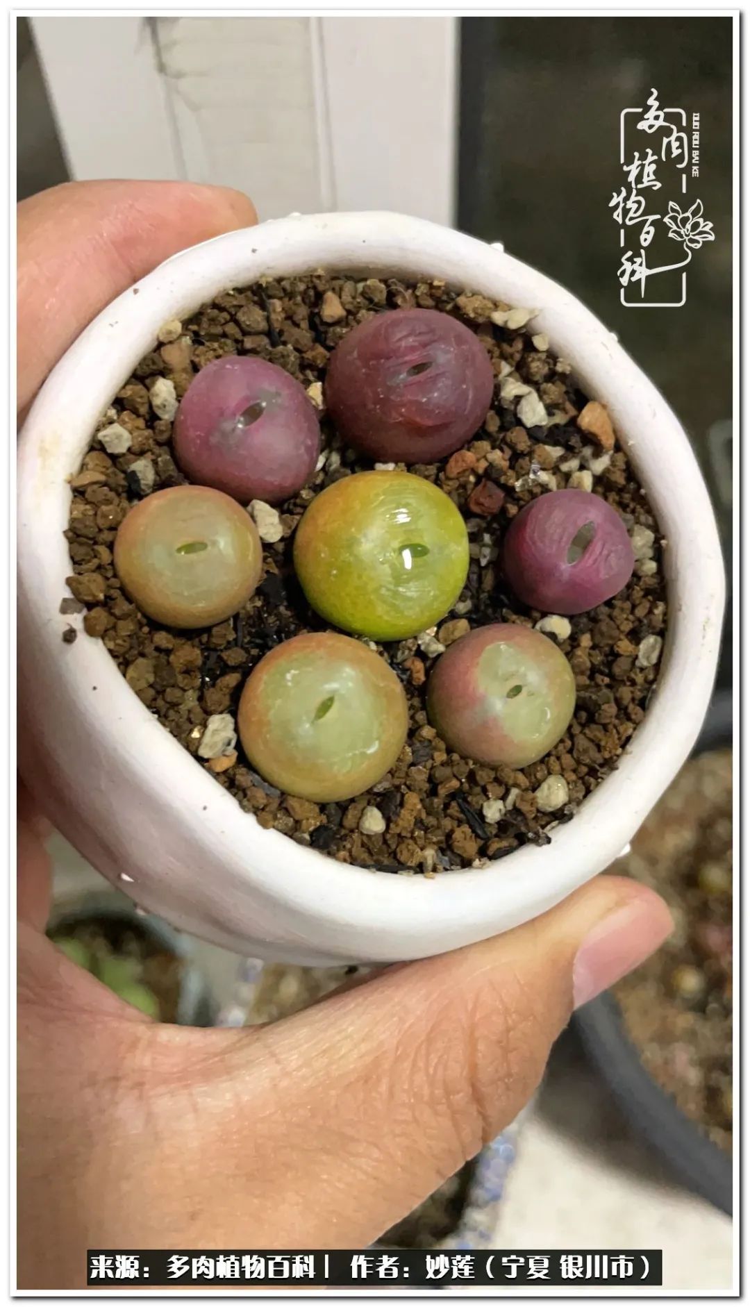 世间繁华三千不如一隅清欢,世间繁华三千不如有一院清欢