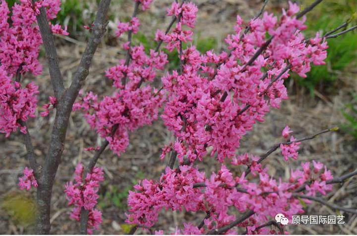 南方人爱不够的紫荆花，北方人懵了：“这哪儿是紫荆花啊？”
