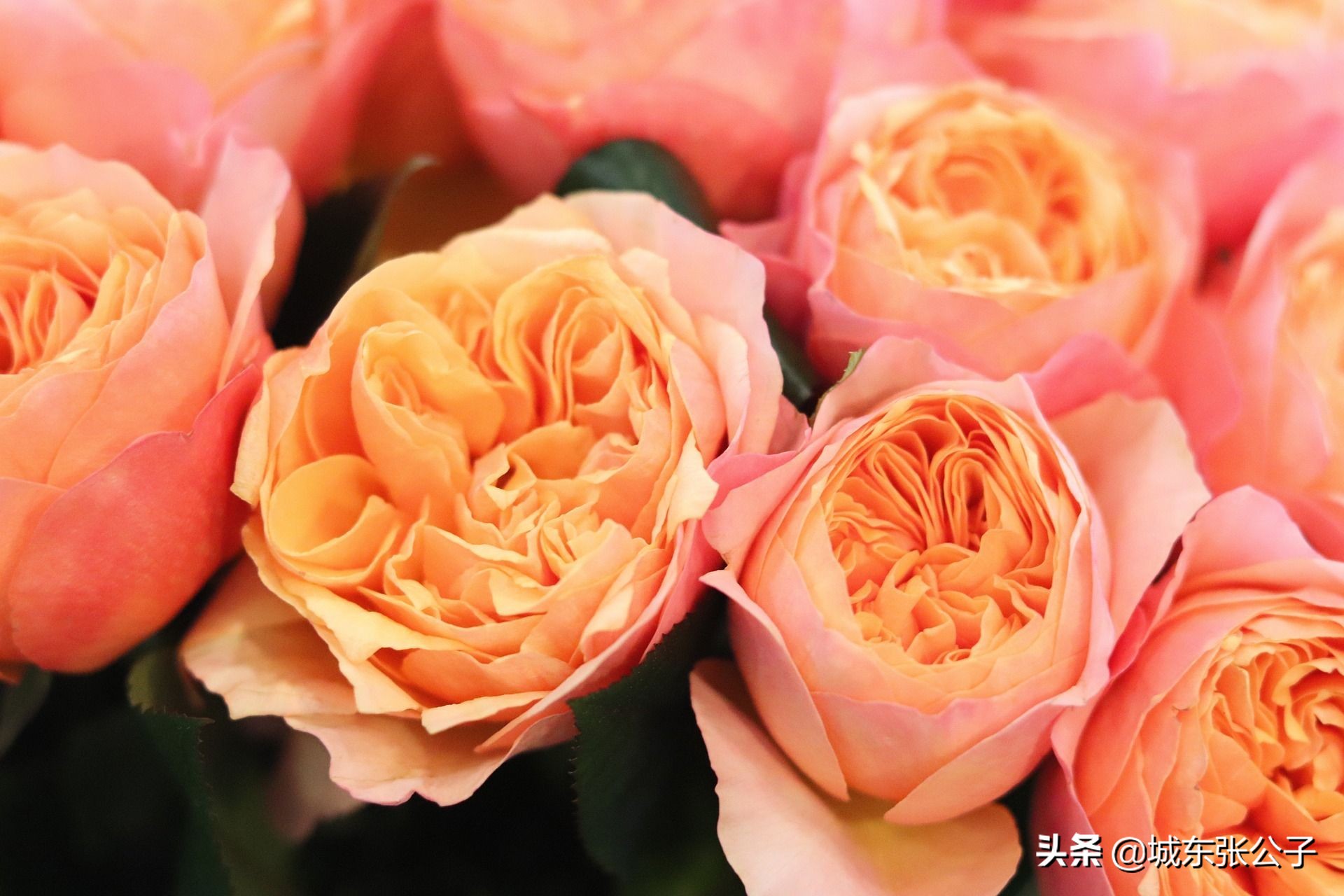 老公婚前婚后颜值发福判若两人,老公婚前婚后颜值判若两人