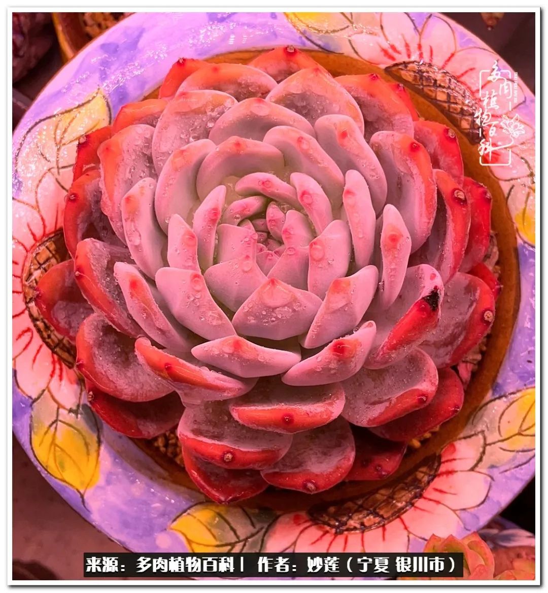 世间繁华三千不如一隅清欢,世间繁华三千不如有一院清欢