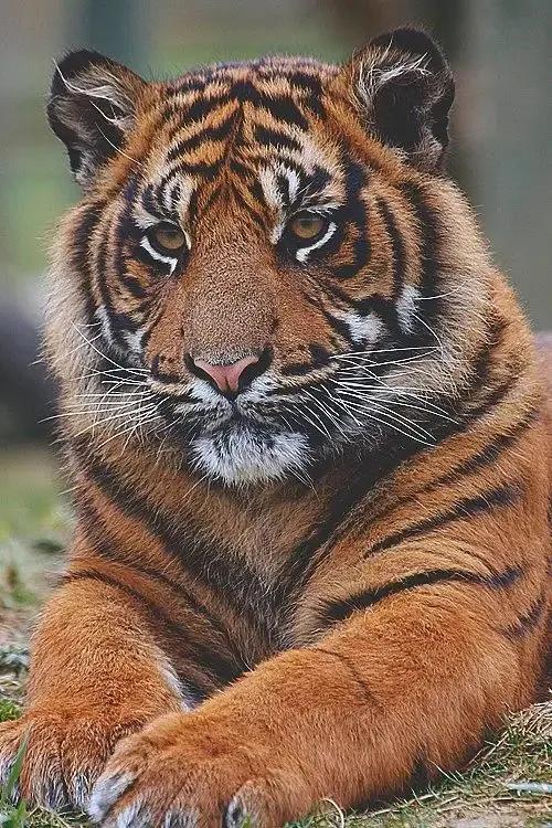 戏说老虎图文杂汇