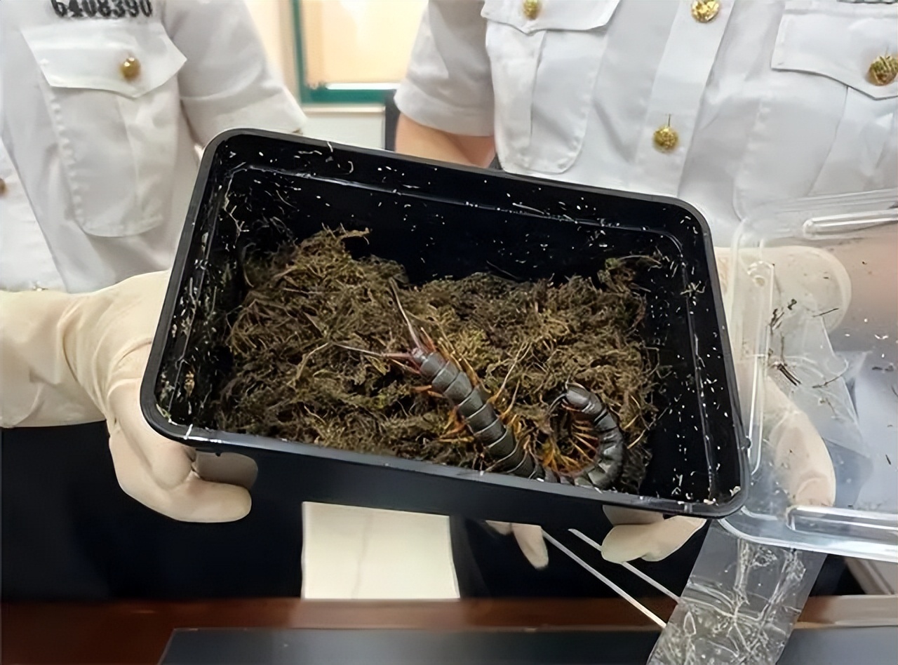 世界上最大的蜈蚣是哪几种,世界上最大的蜈蚣你绝对没见过