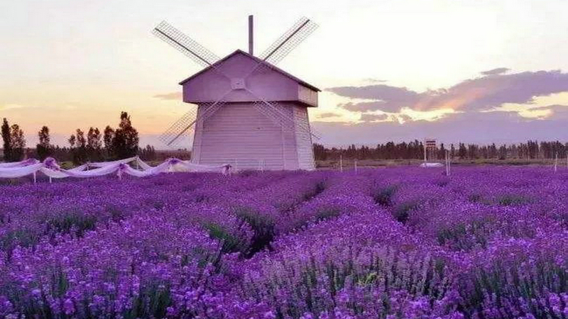 伊犁薰衣草河谷位置,伊犁河谷薰衣草风景