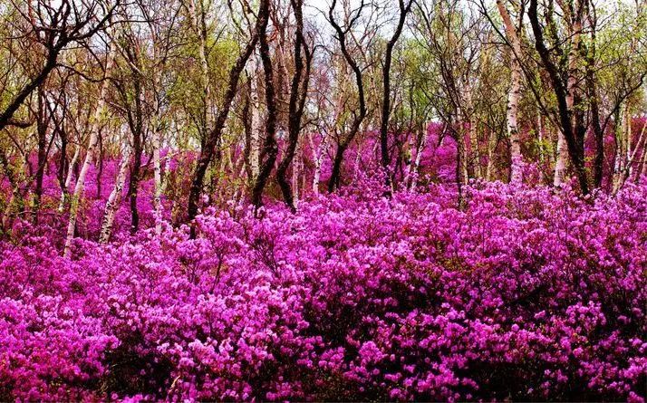 黄冈杜鹃花海景区,黄岗梁的杜鹃花开了吗