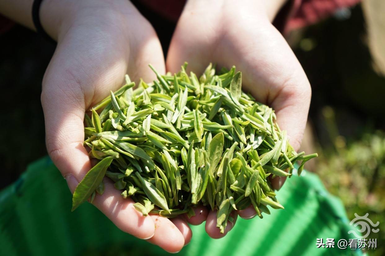 最美江南苏州,最美苏州江南