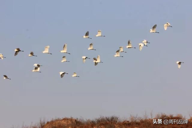 石川河畔生态美天蓝水碧白鹭飞