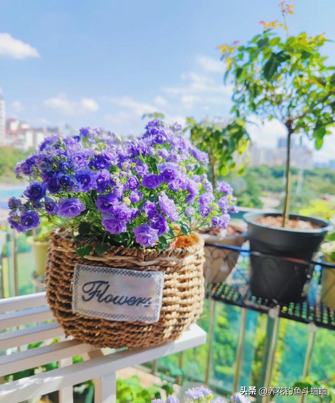 风铃花的养护方法,风铃花的养护视频横向