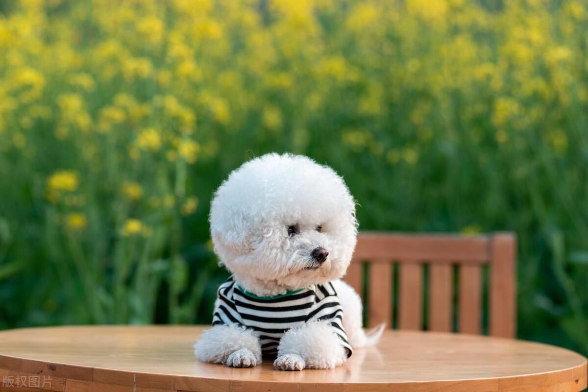 如何建立与你的狗狗更好的交流？学习使用这些肢体语言和口头指示