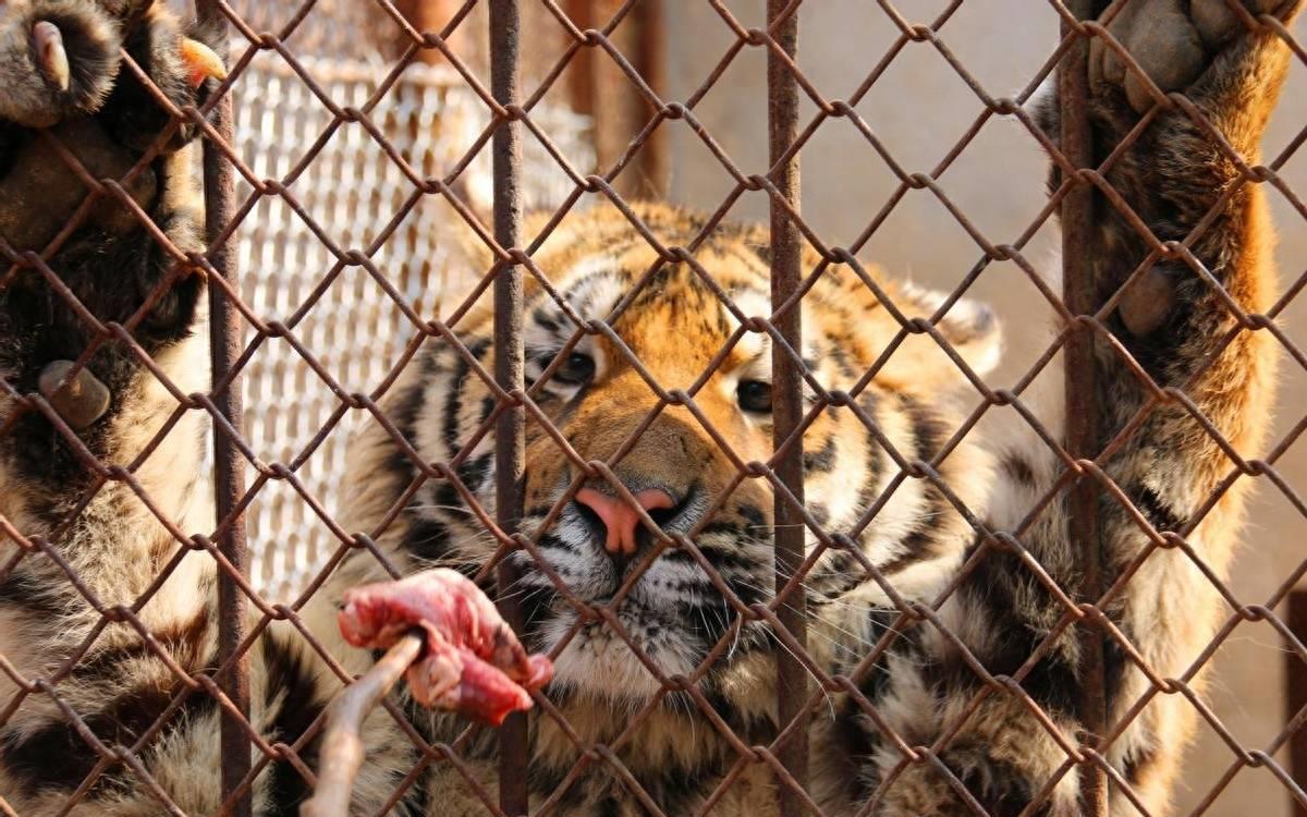 为什么动物园不允许老虎吃猪肉？老虎尸体是如何处理的？